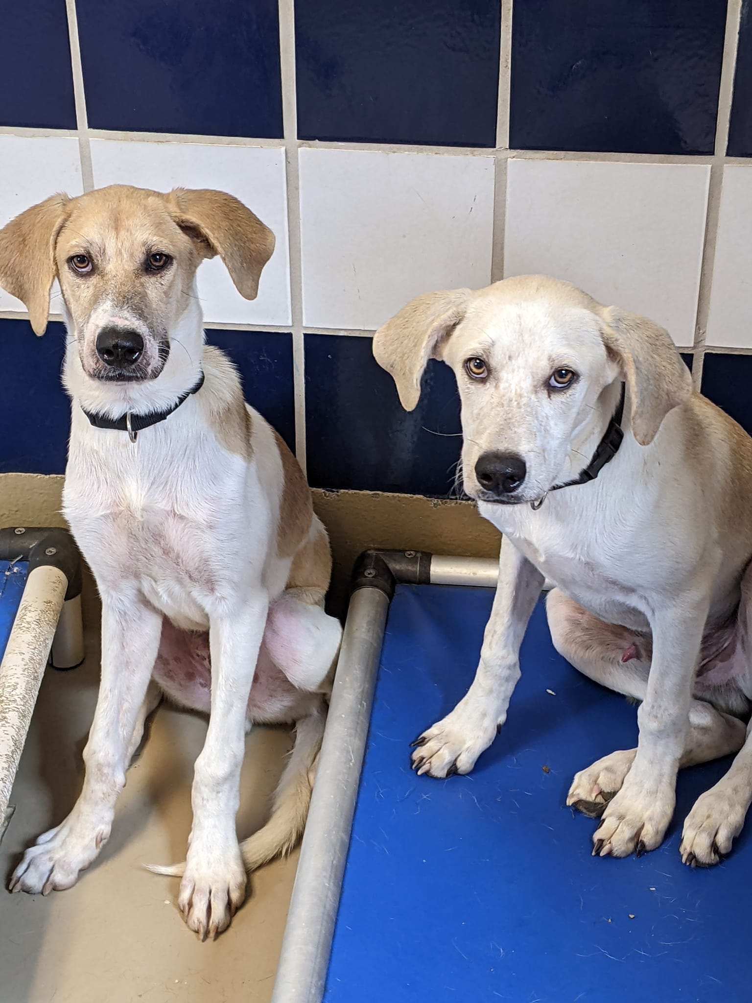 2 large puppies in a kennel