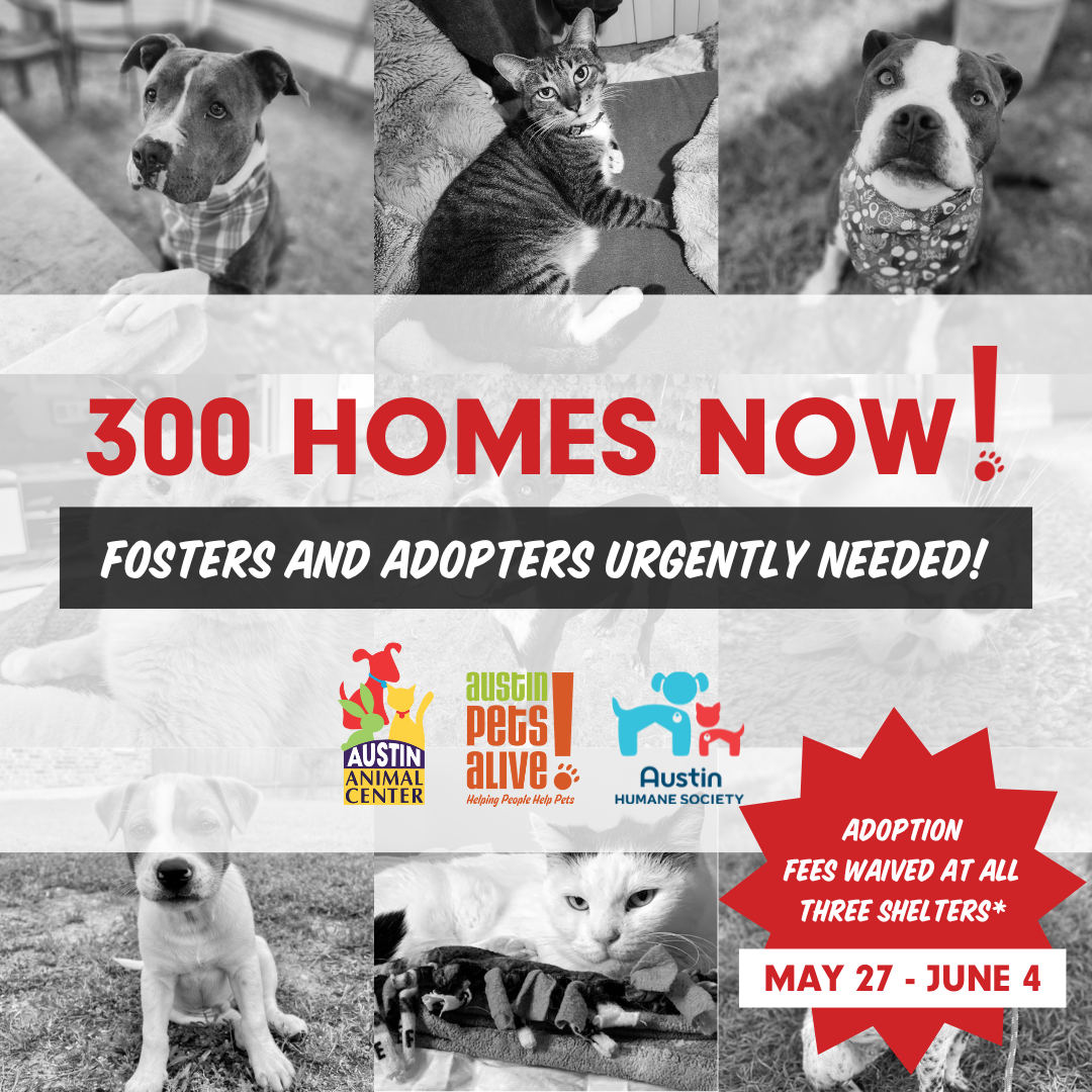 6 black and white photos of animals with red text that says 300 homes now! Fosters and adopters urgently needed