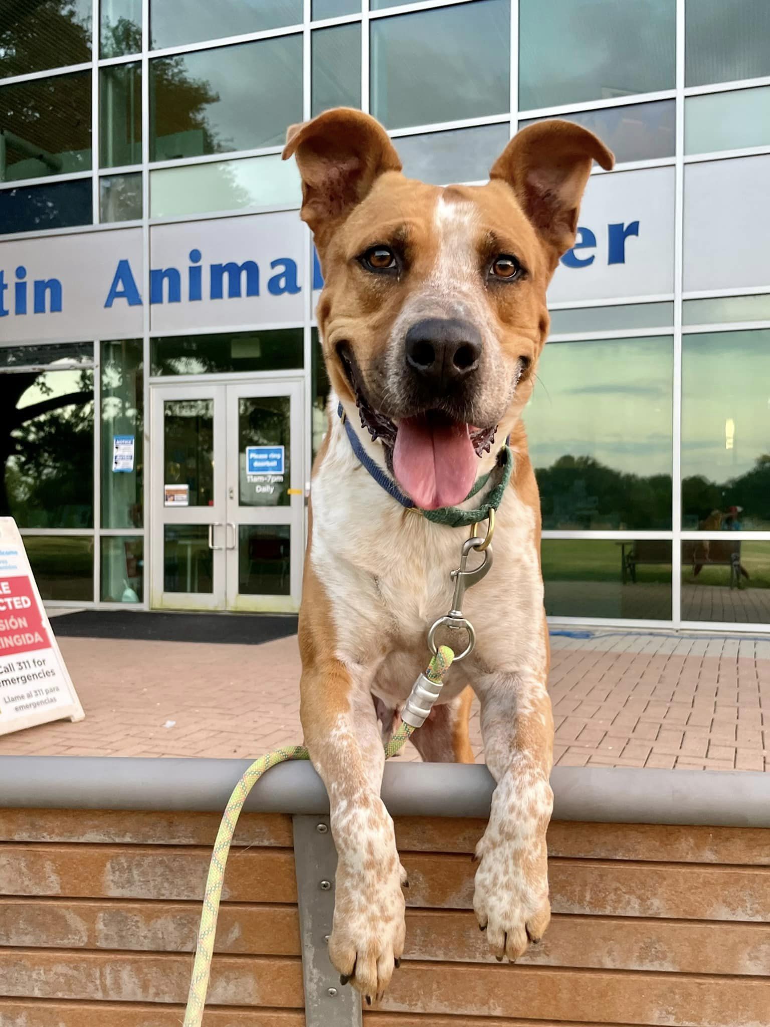 Austin Animal Center releases new tool to indicate intake status | Austin Animal Center releases new tool to indicate intake status |