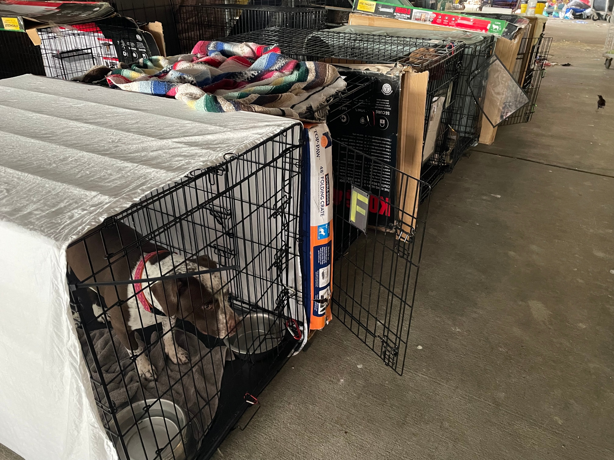 Dogs in crates on a covered truckport