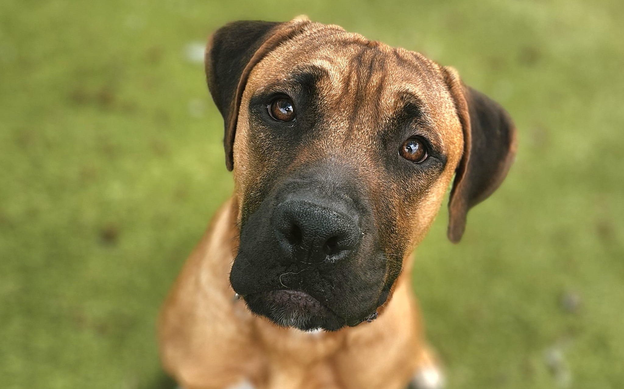 Brown and black mixed breed dog