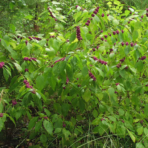 Beautyberry  Home & Garden Information Center