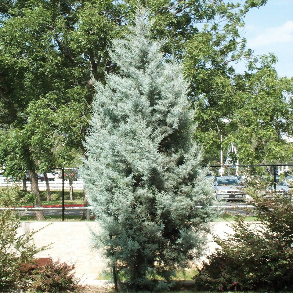 Cypress, Arizona     Cupressus arizonica