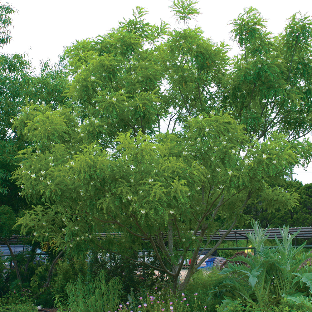 Arroyo Sweetwood Myrospernum sousanum