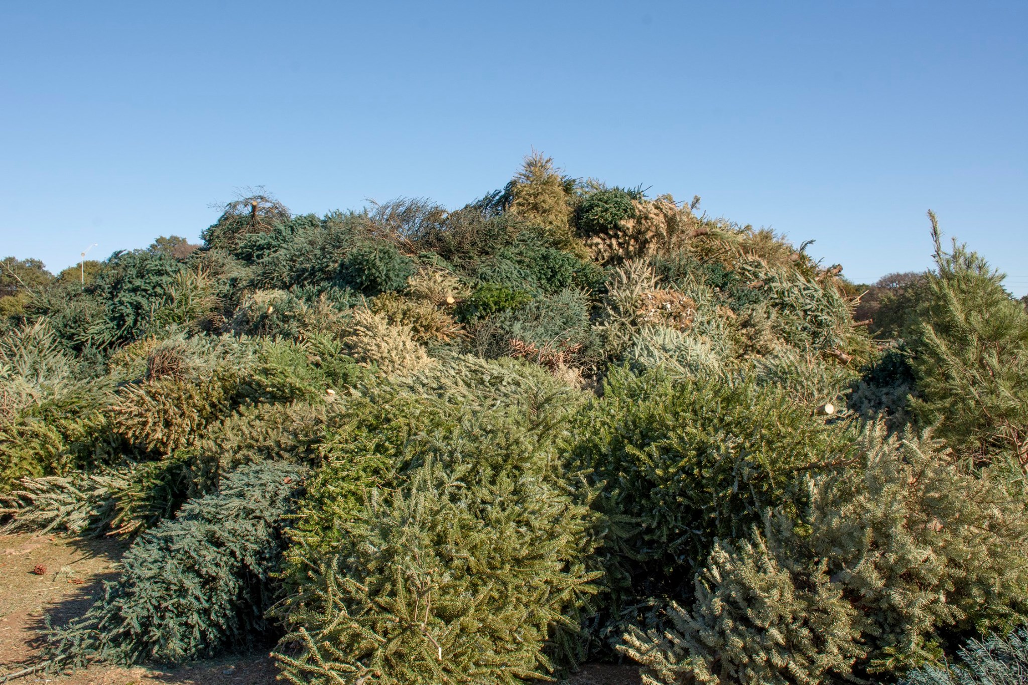 Pile of holiday trees ready for mulching.