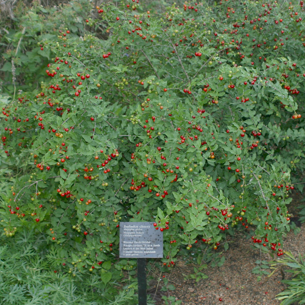 Barbados Cherry | AustinTexas.gov