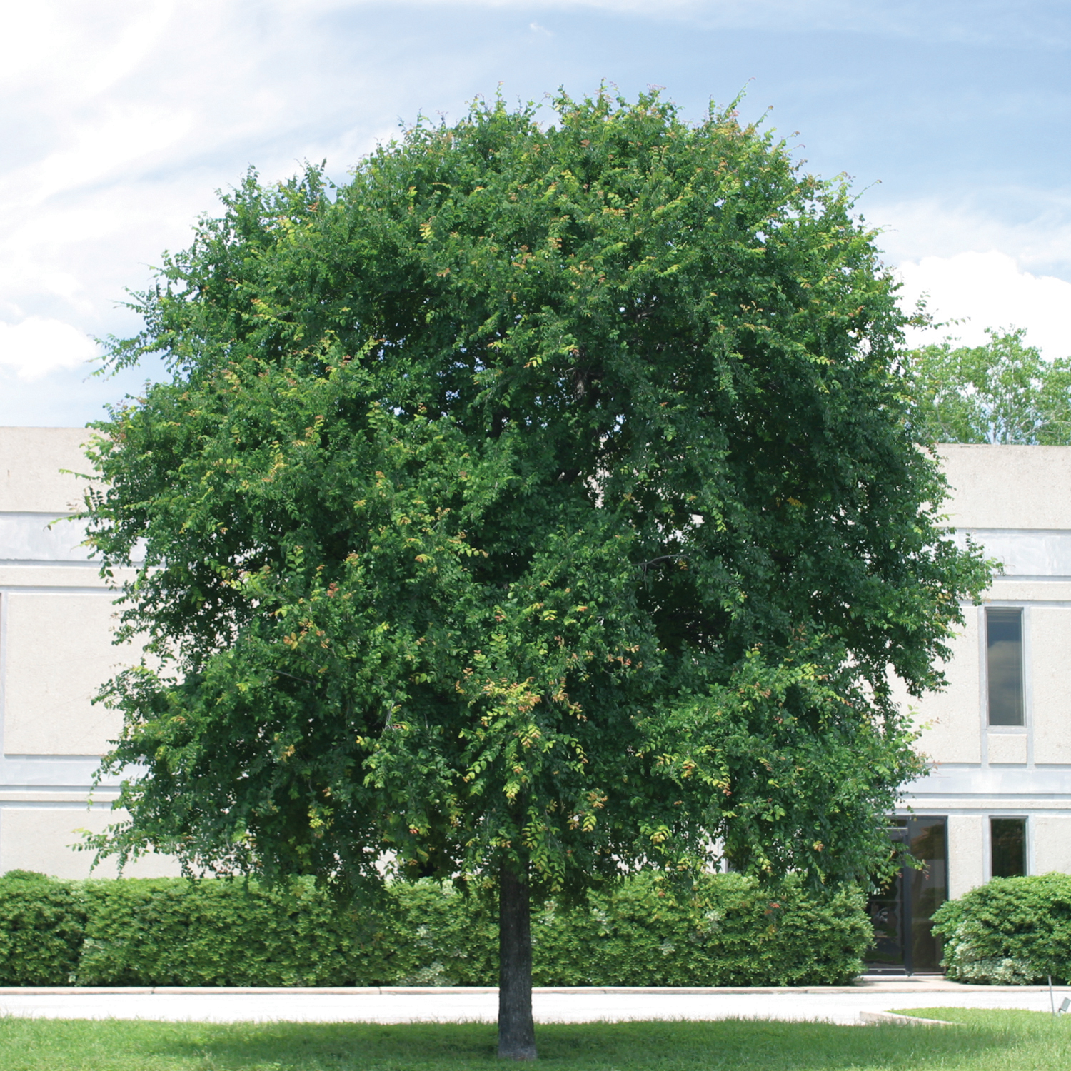 cedar elm