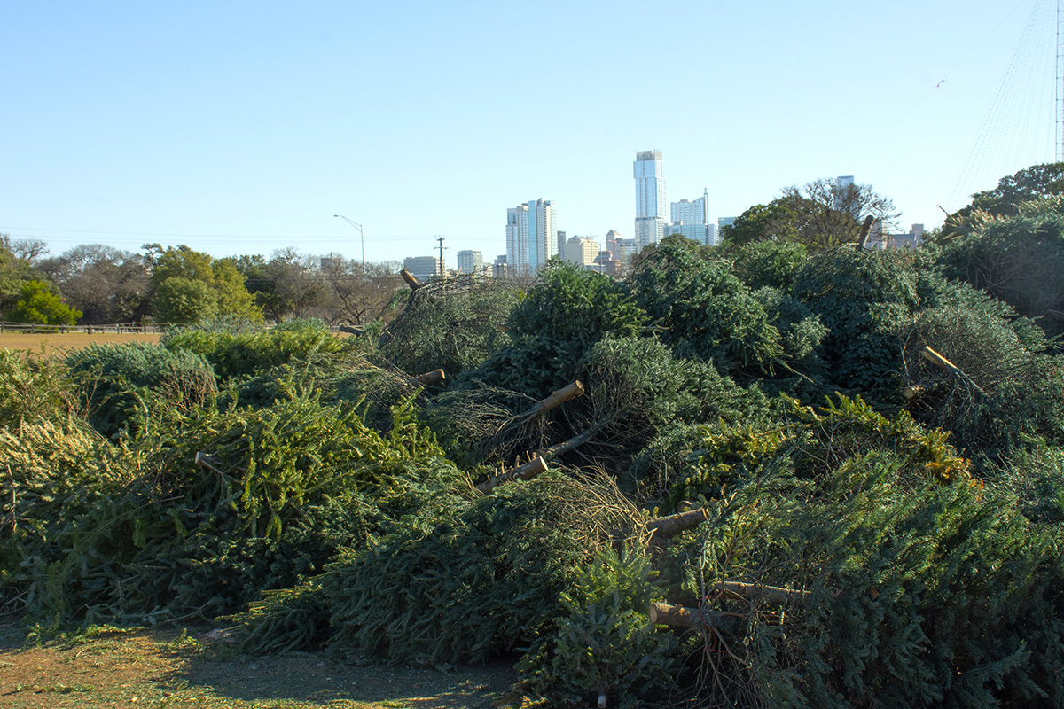 Holiday trees collected at Zilker Park in front of Austin Skyline