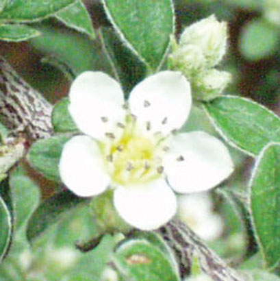 Cotoneaster  Cotoneaster spp