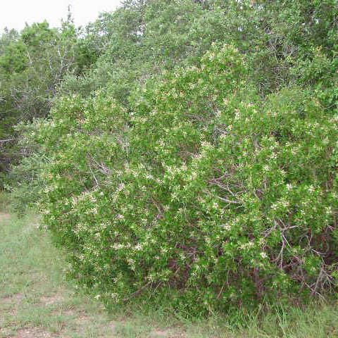 Sumac, Evergreen | AustinTexas.gov - The Official Website ...