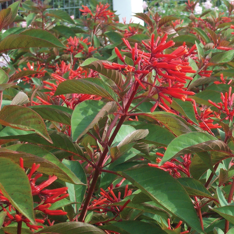 Firebush