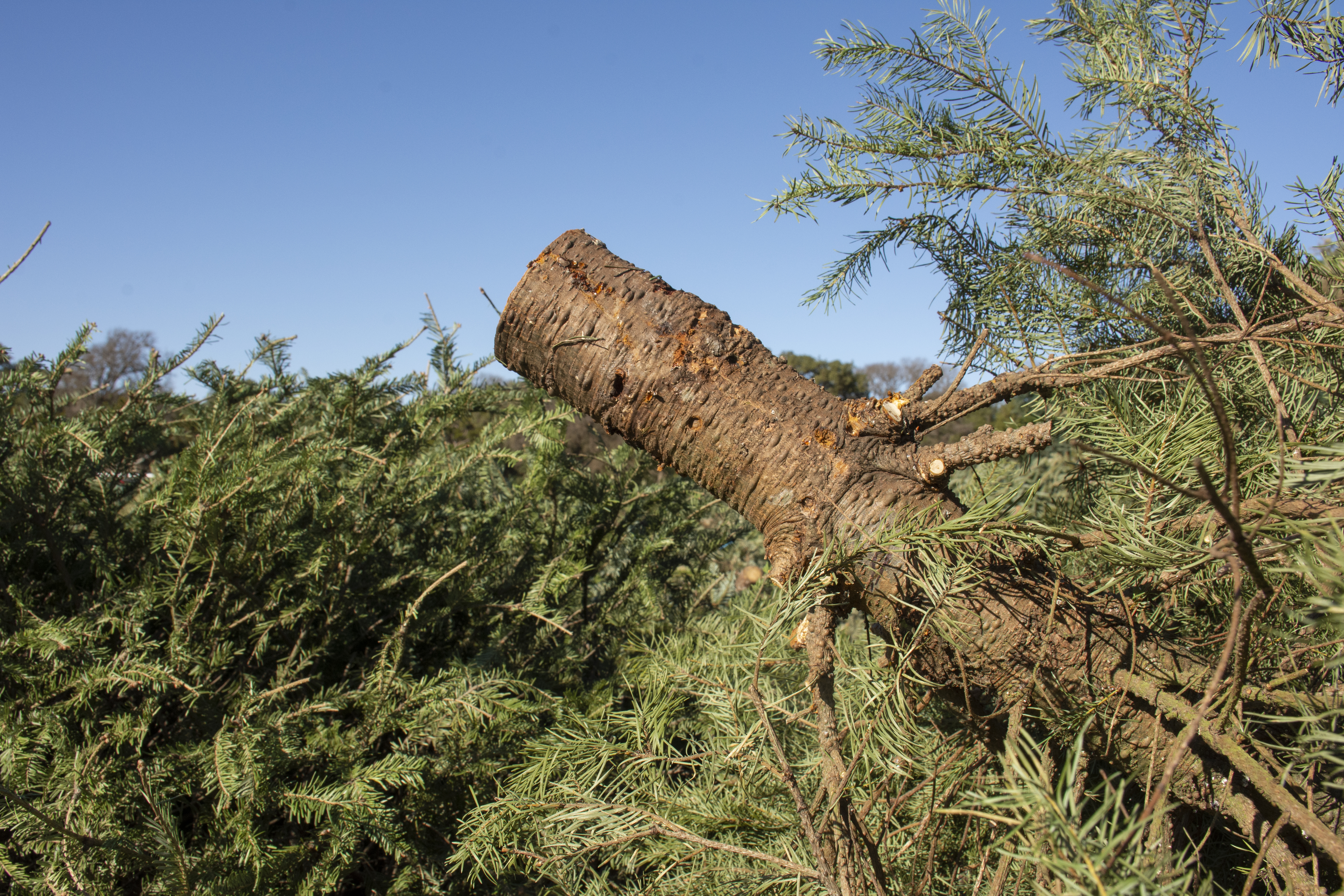 Holiday tree reccyling Holiday trees are in a big pile for recycling at Zilker Park