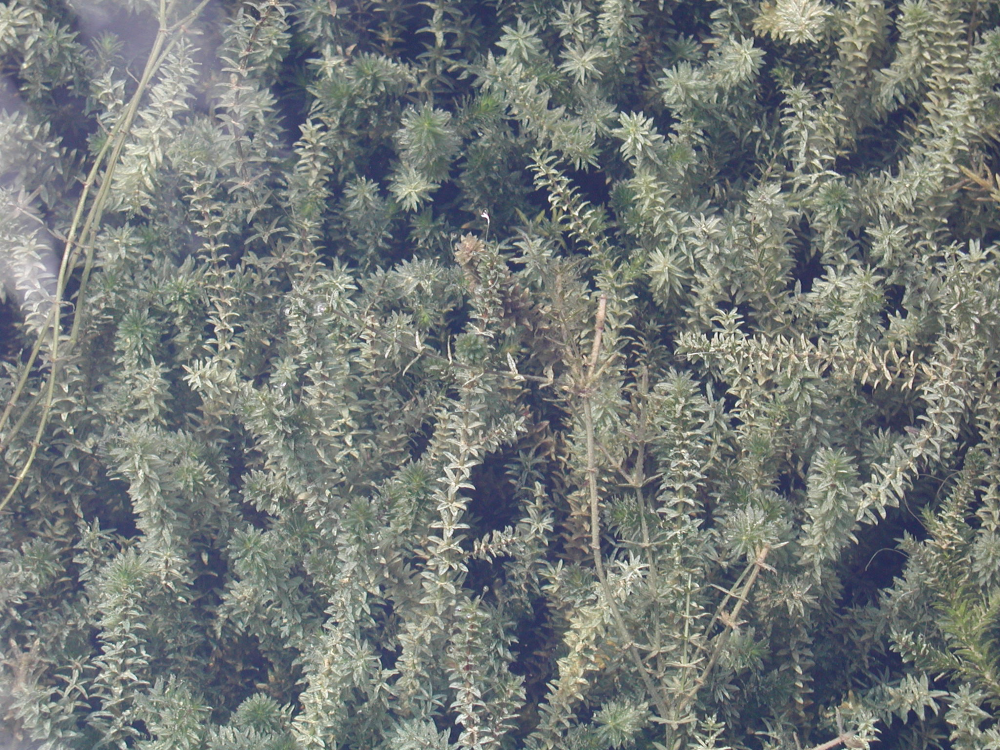 Photo of hydrilla under the water