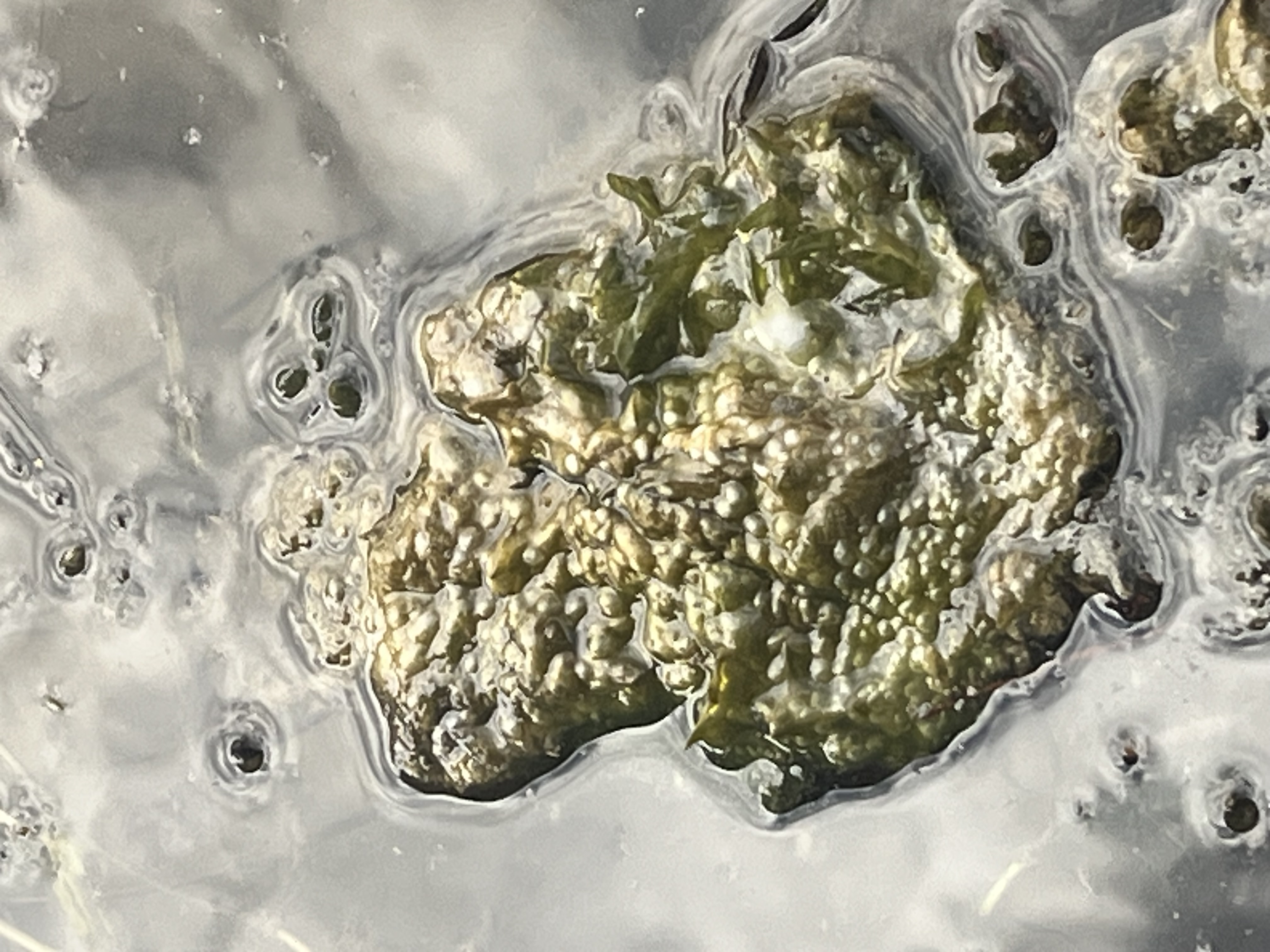 Blue-green algae on top of a water surface