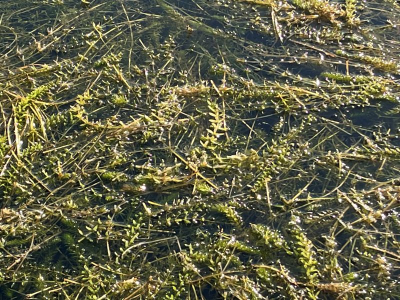 Photo of hydrilla