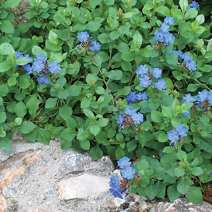 Image of Leadwort (Ceratostigma plumbaginoides) plant