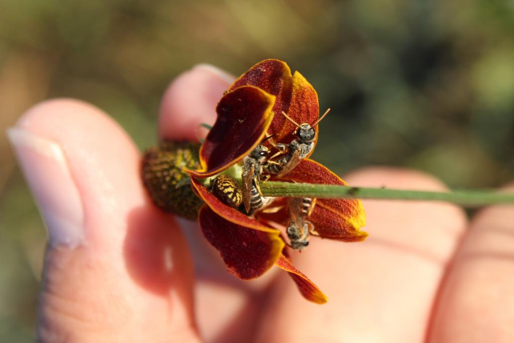 Lighted Furrow Bees