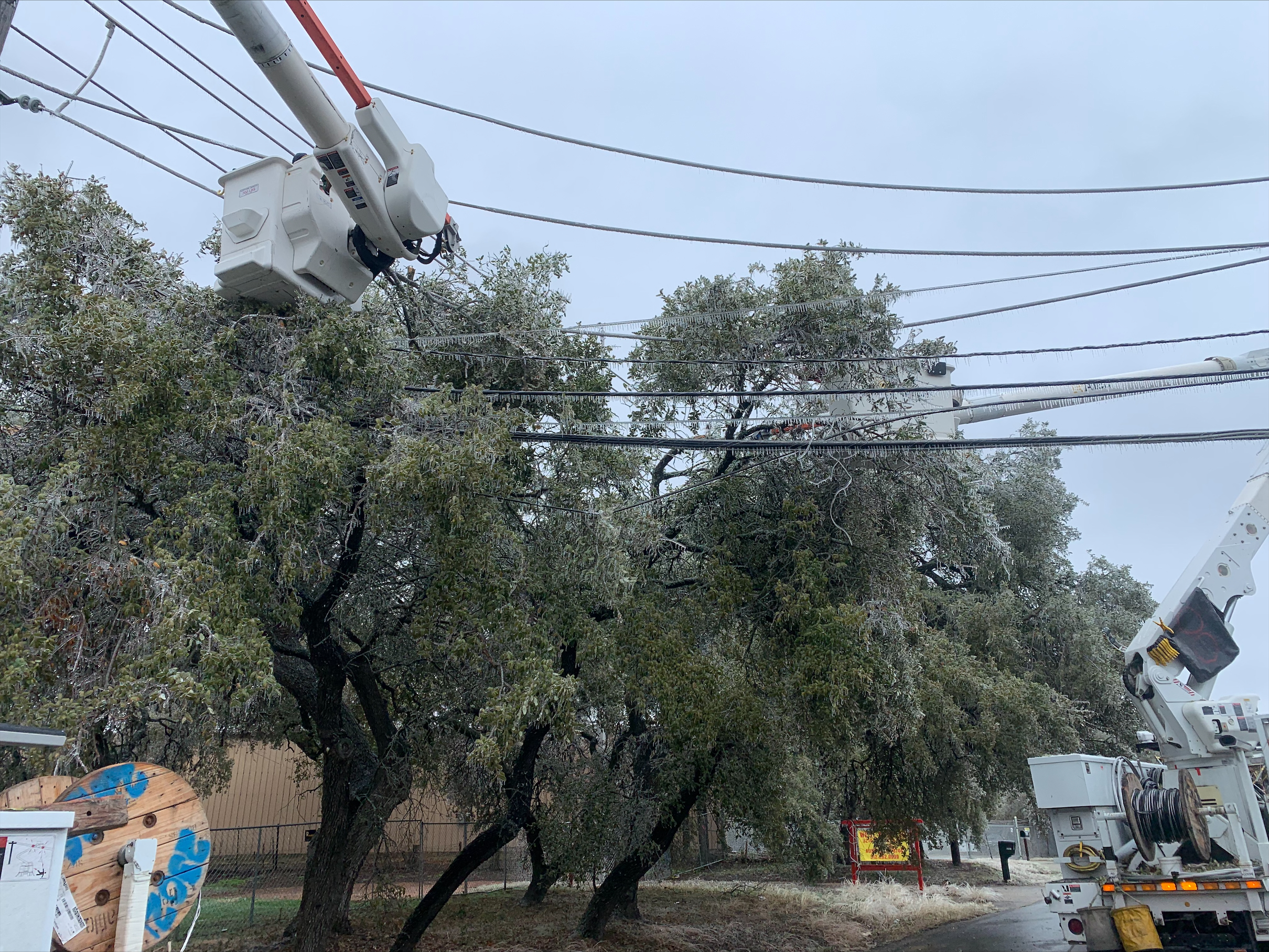 ice on tree