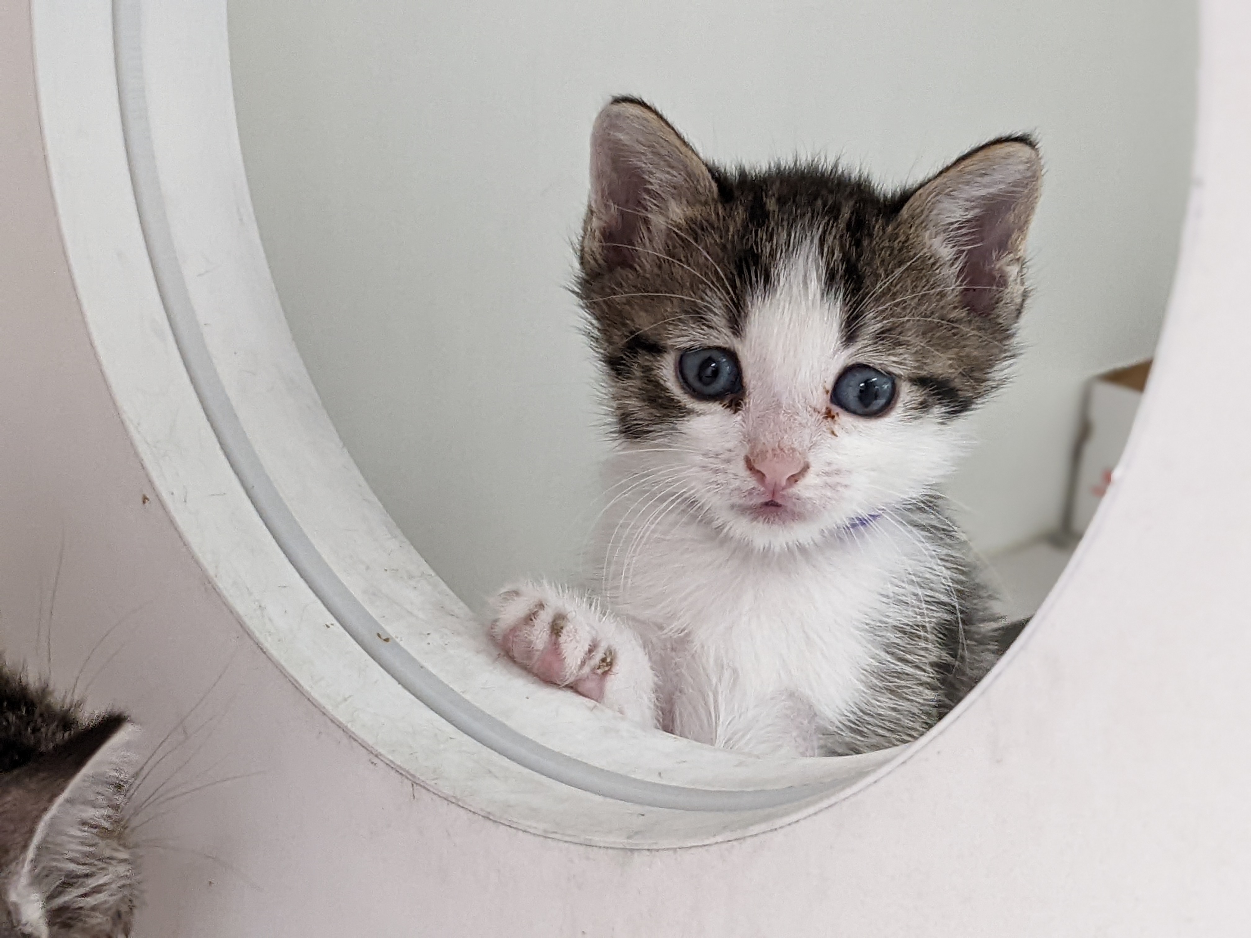 Kitten at shelter