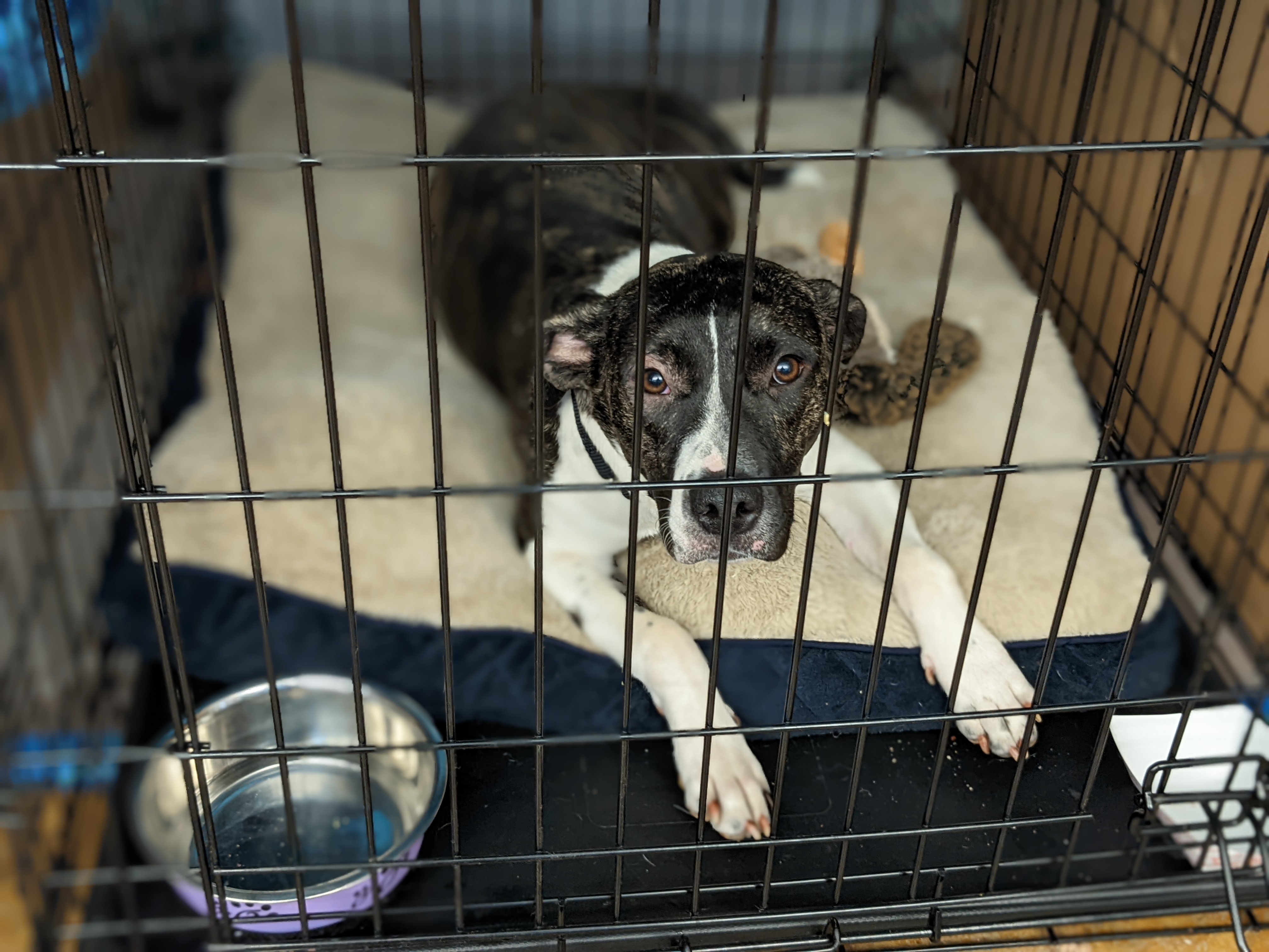 Dog laying in crate