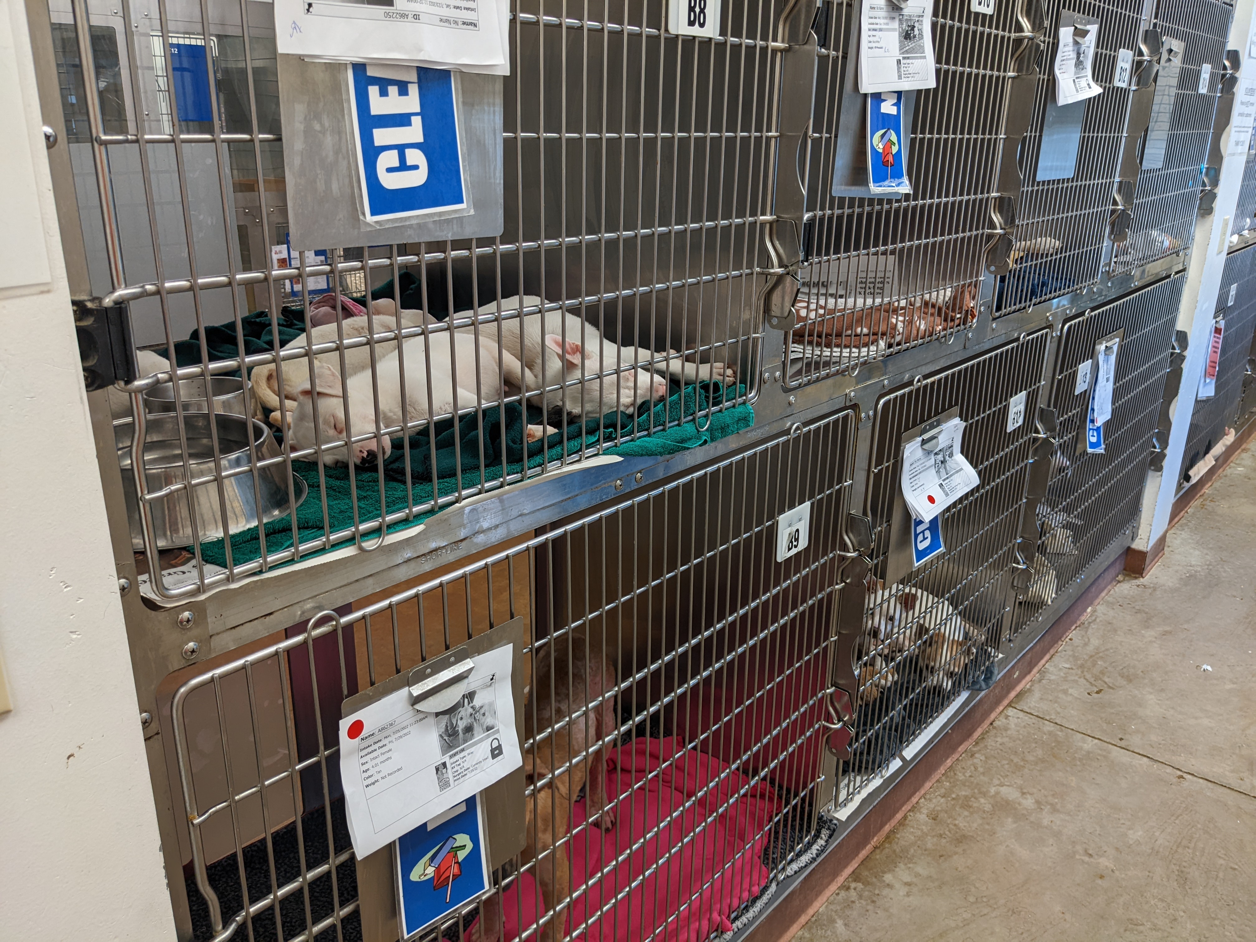 Rows of dogs in cages