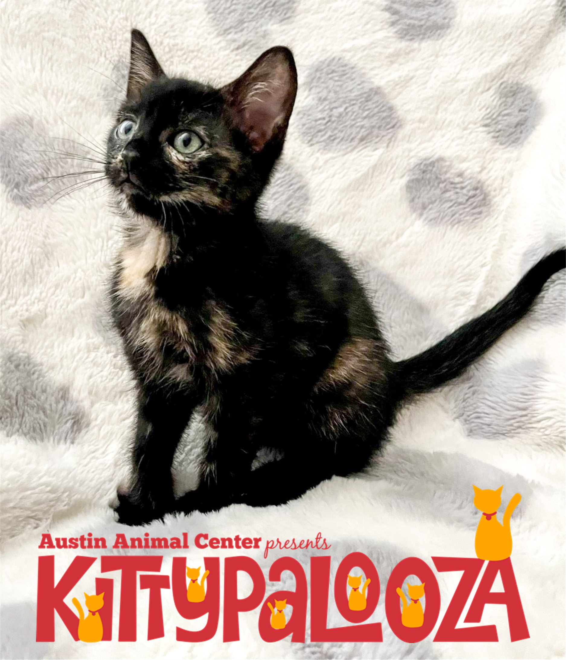 KittyPalooza