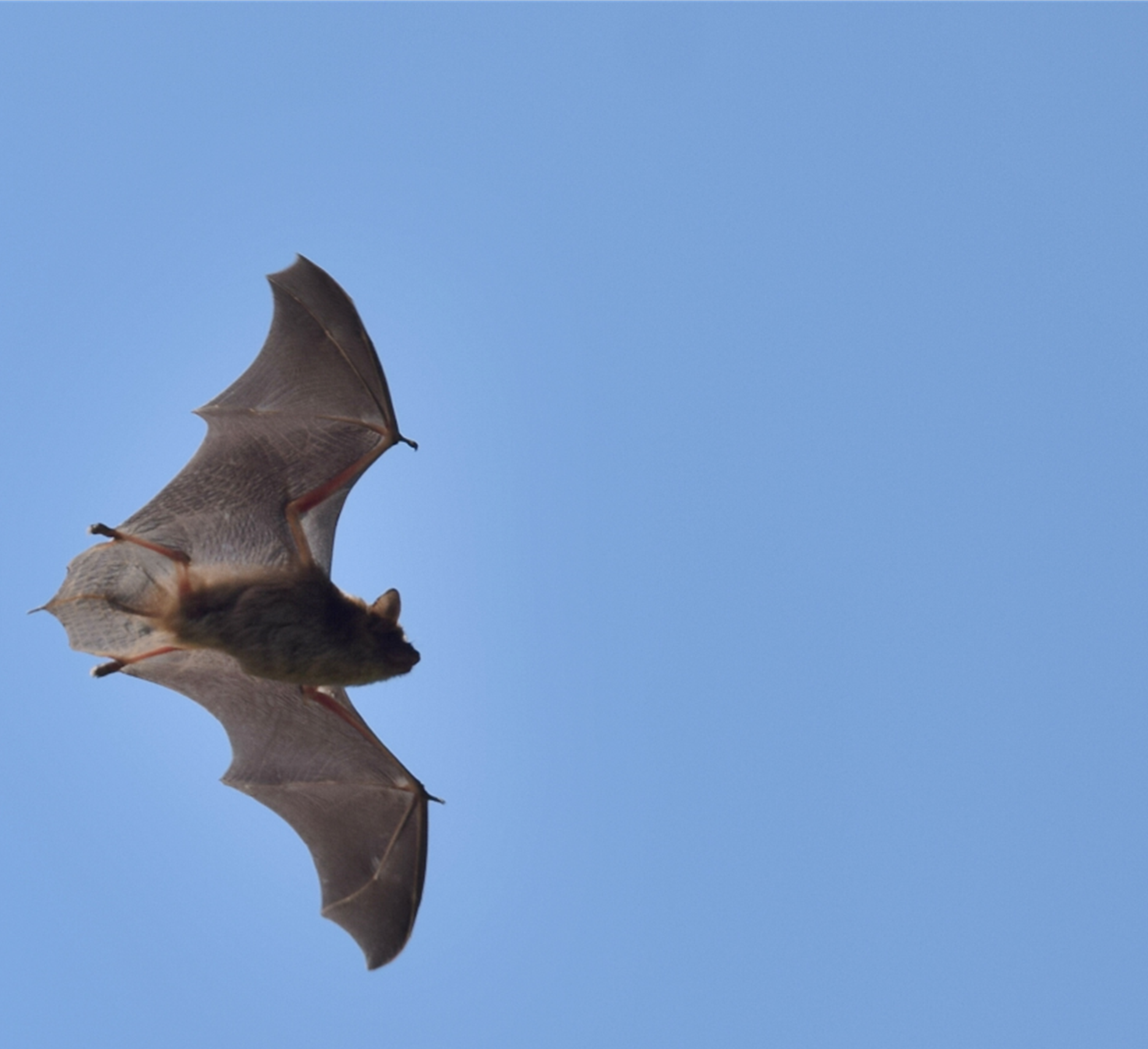 Bat