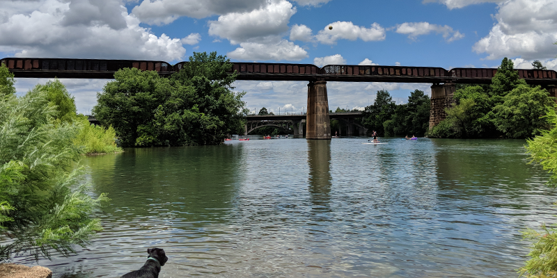 Image of Austin bridge over Lady Bird lake with black dog jumping into water