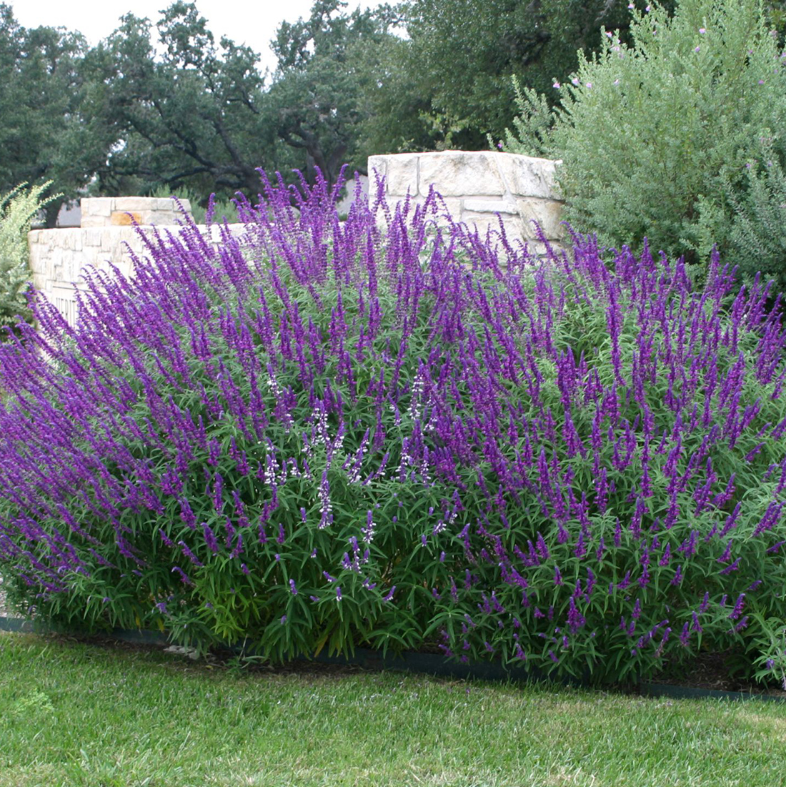 sage, mexican bush | austintexas.gov