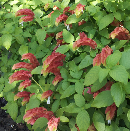 Shrimp Plant Austintexas Gov