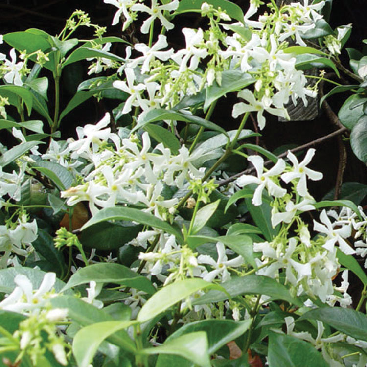 Jasmine, Star Trachelospermum jasminoides