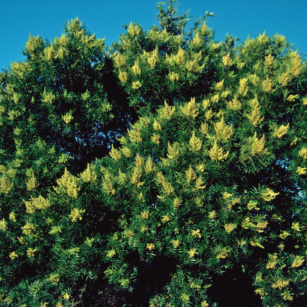 Prairie Flameleaf Sumac