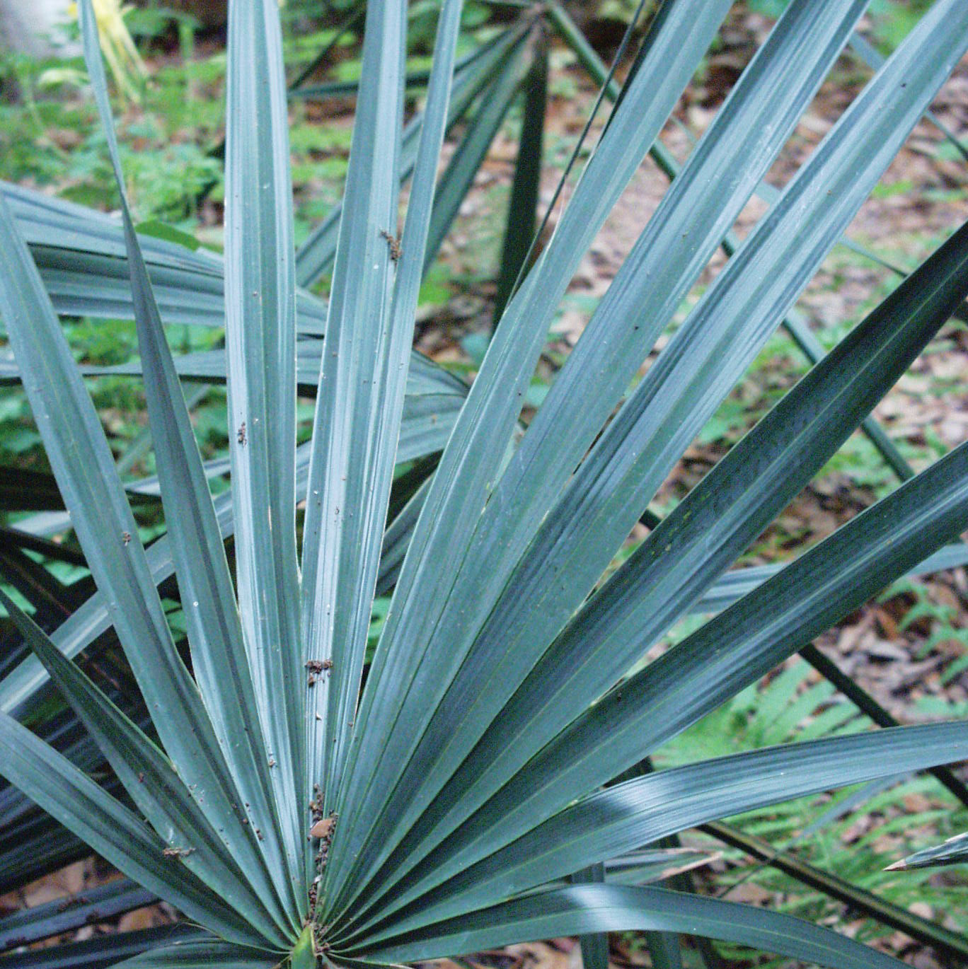 Palmetto, Texas Dwarf | AustinTexas.gov