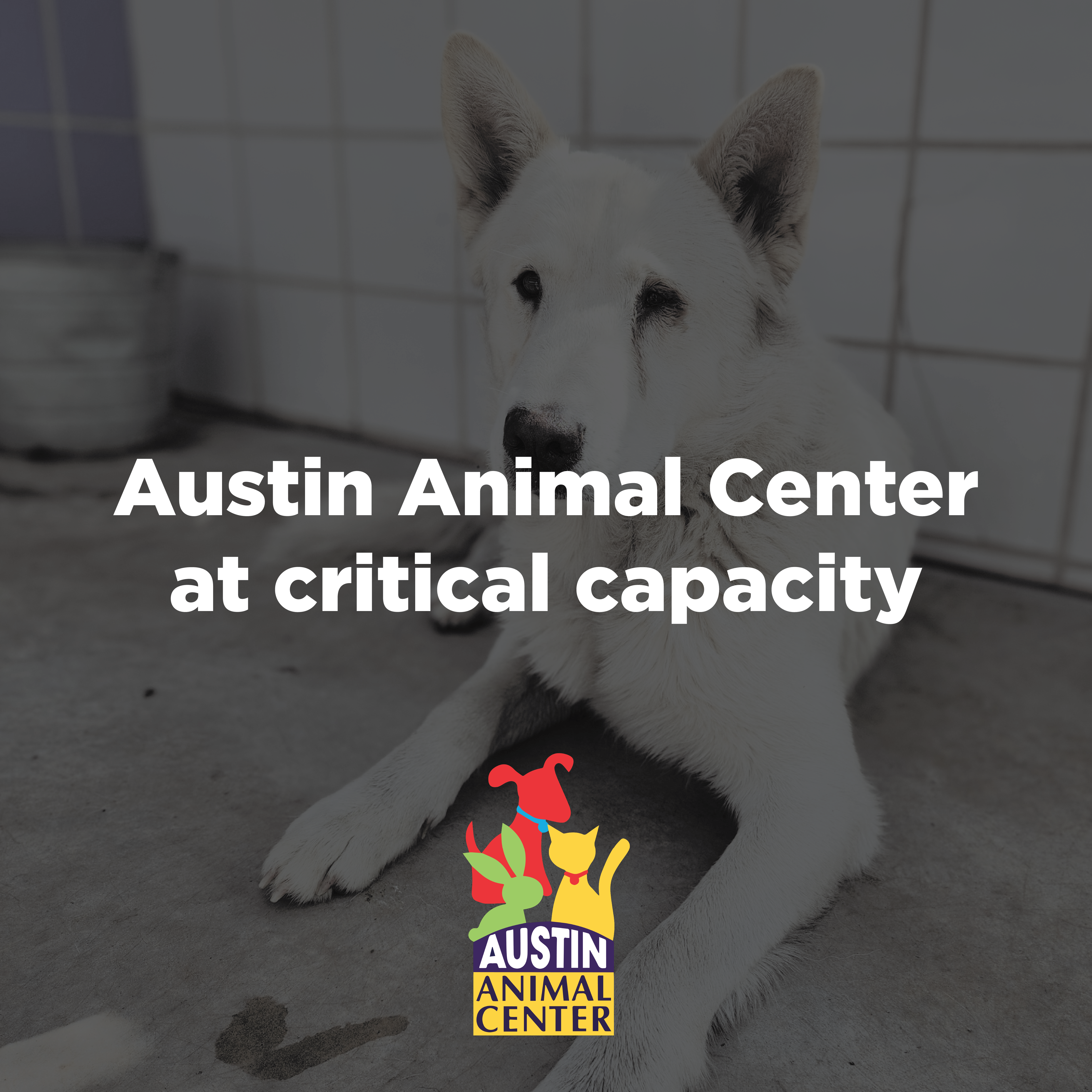 Austin Animal Center at critical capacity