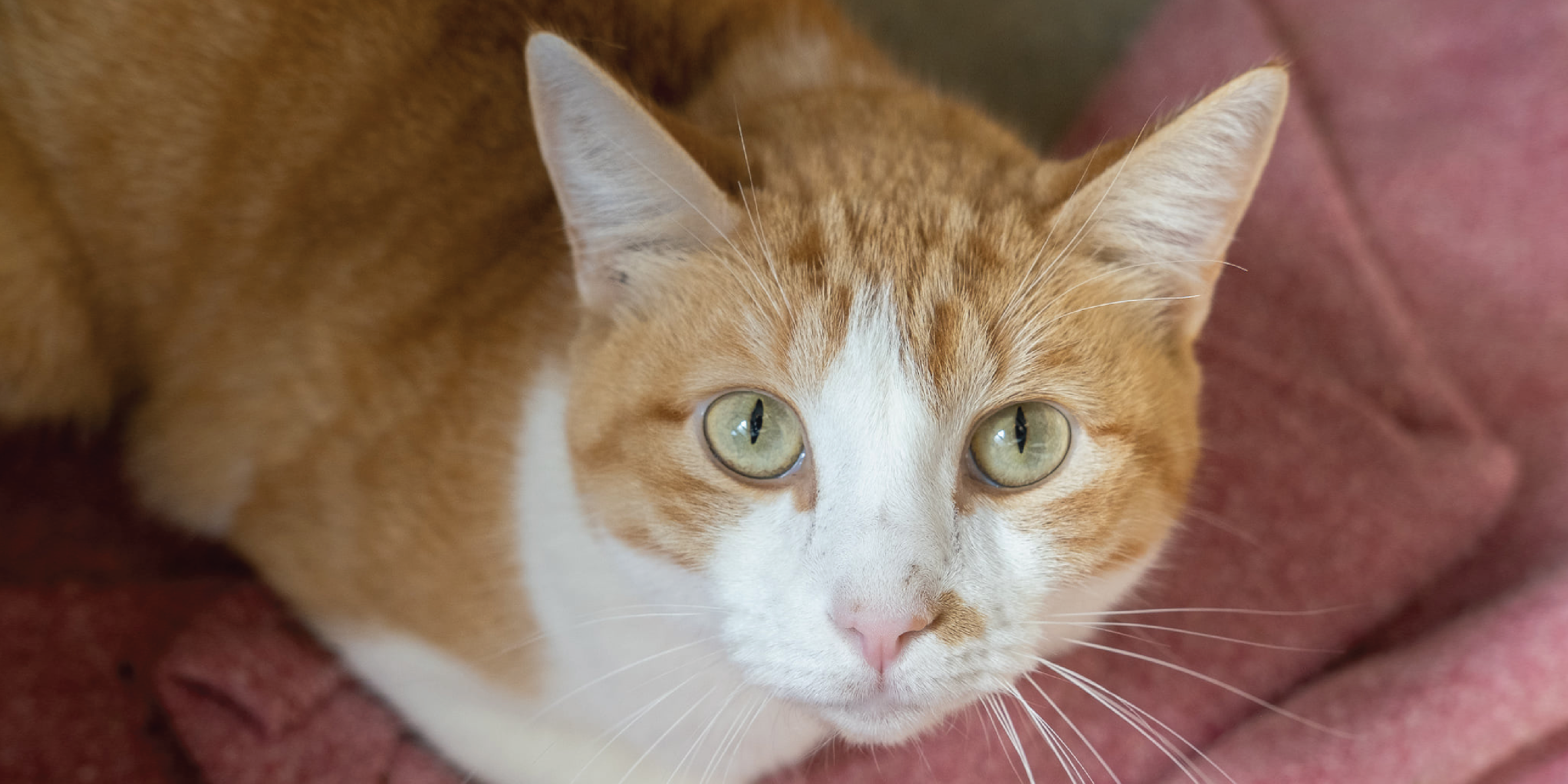 Orange and white cat looking at camera