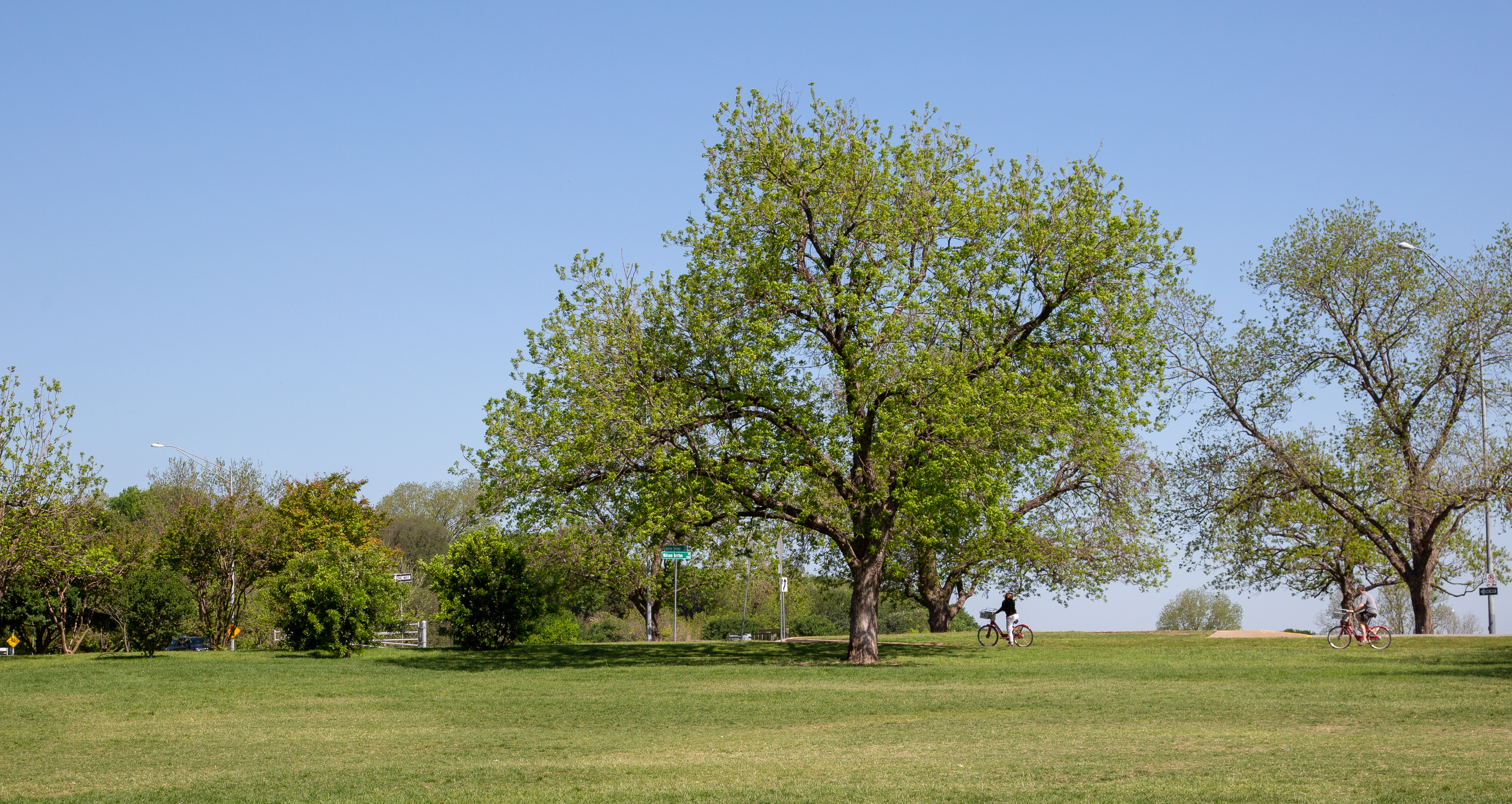 Tree of the Year Awards 2022