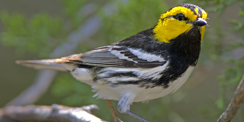 Golden-cheeked warbler Golden-cheeked warbler