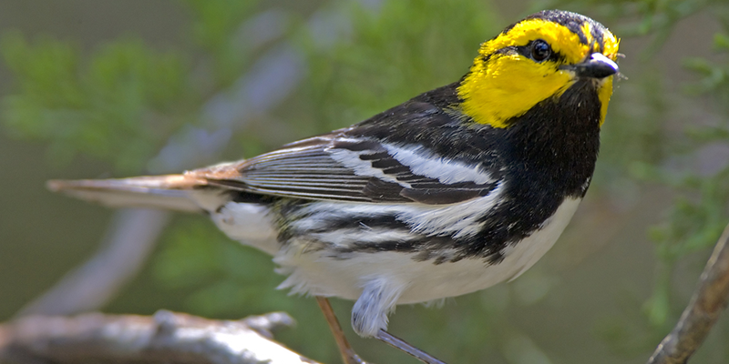 Golden-cheeked warbler