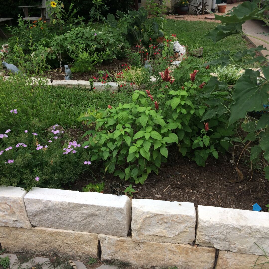 Come out for Earth-Kind Gardening Field Day 2022 An image of a rainscaped rain garden.