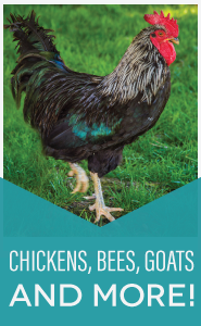 Chickens, Bees, Goats, and more!