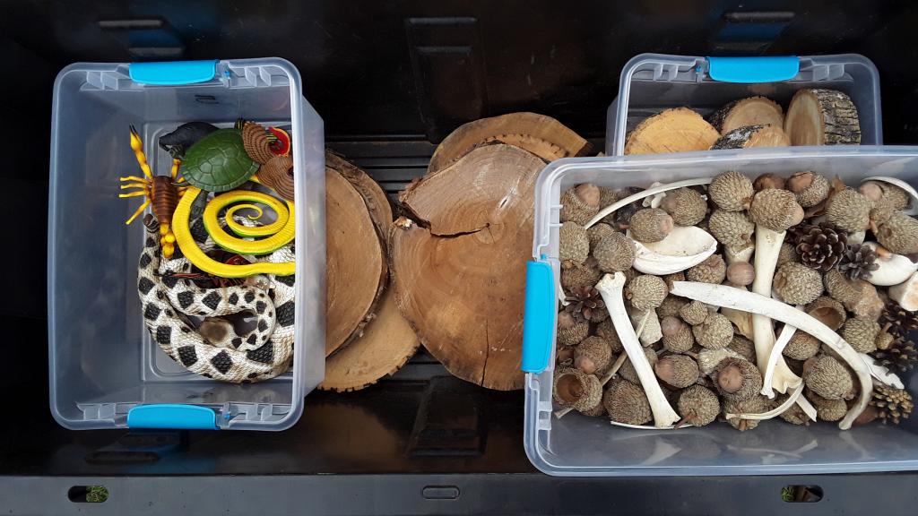 A large, black storage container containing tree cookies (inch thick slices of tree trunk). Resting on top of the tree cookies are several smaller translucent boxes. One contains plastic animal figurines, another pinecones, bones, and acorns, and another smaller tree cookies.
