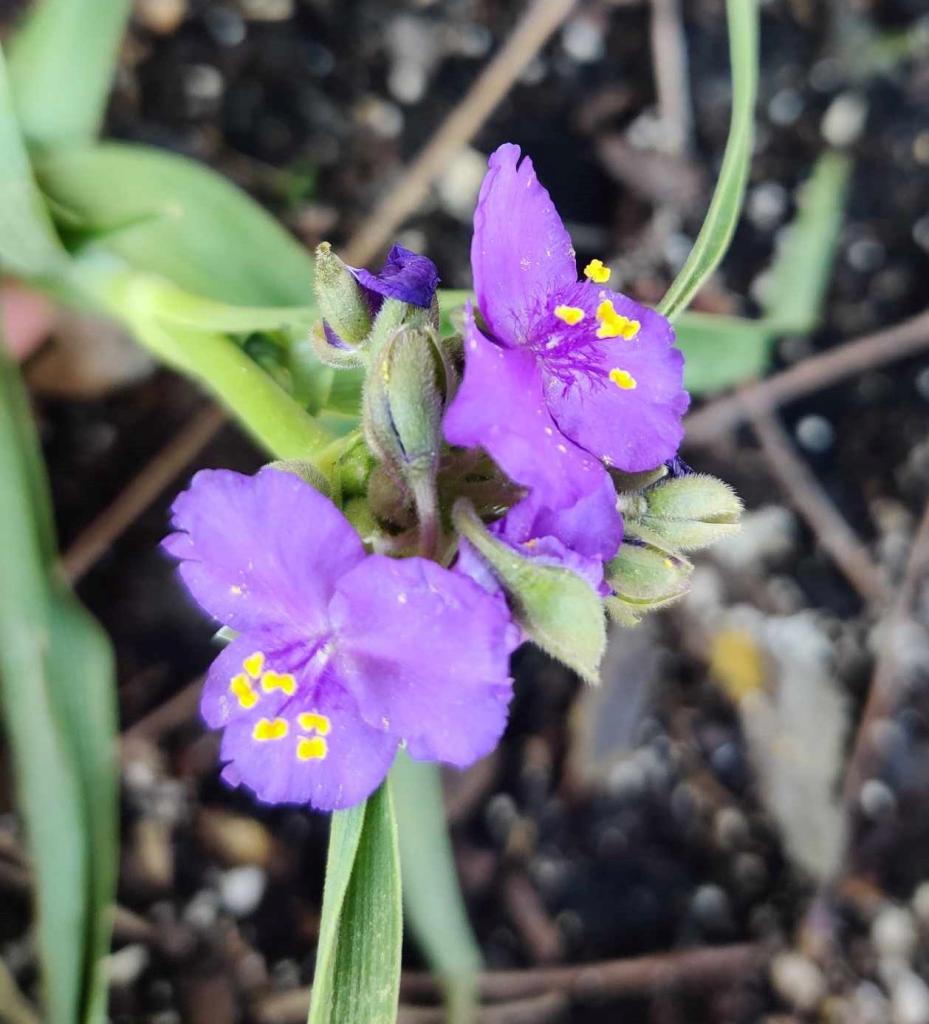 purple flower with yellow stamens