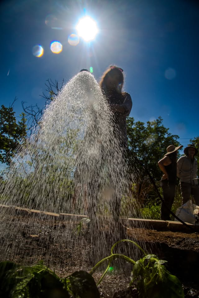 woman watering a garden