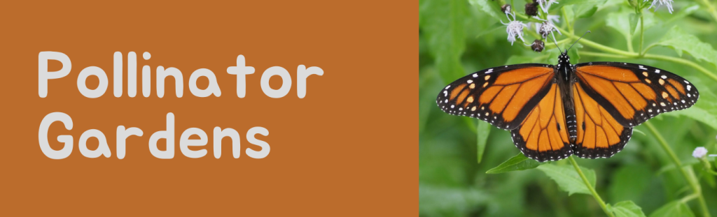 Banner that reads Pollinator Gardens with image of butterfly on flowers.