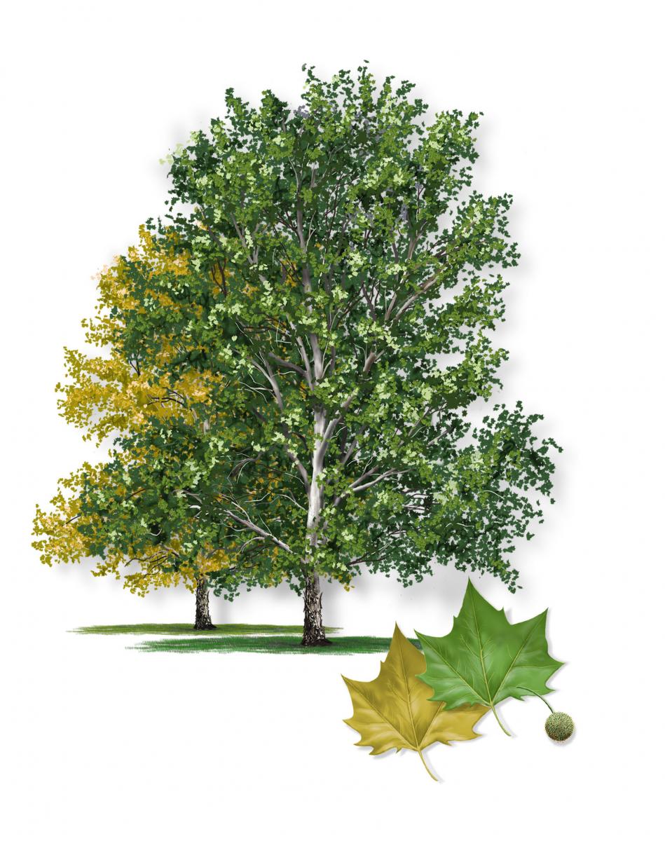 American Sycamore | AustinTexas.gov