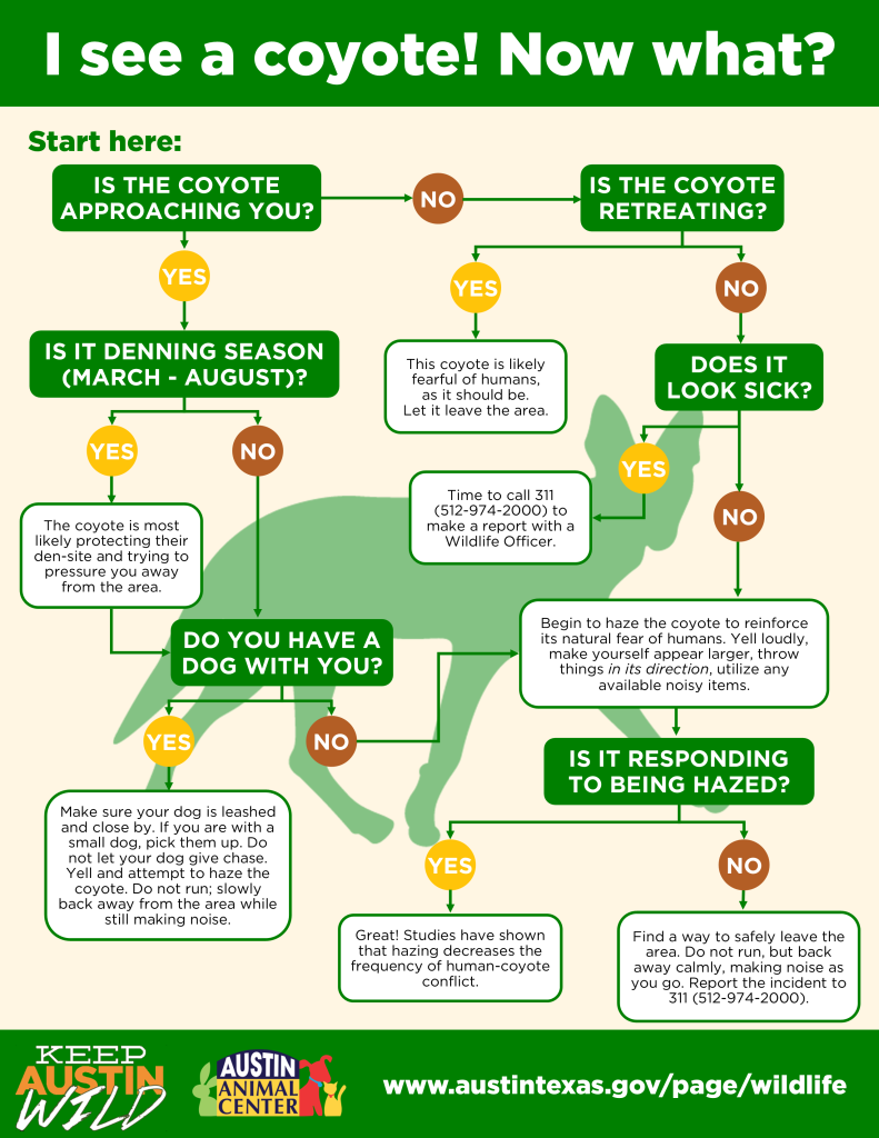 What to do if you see a coyote