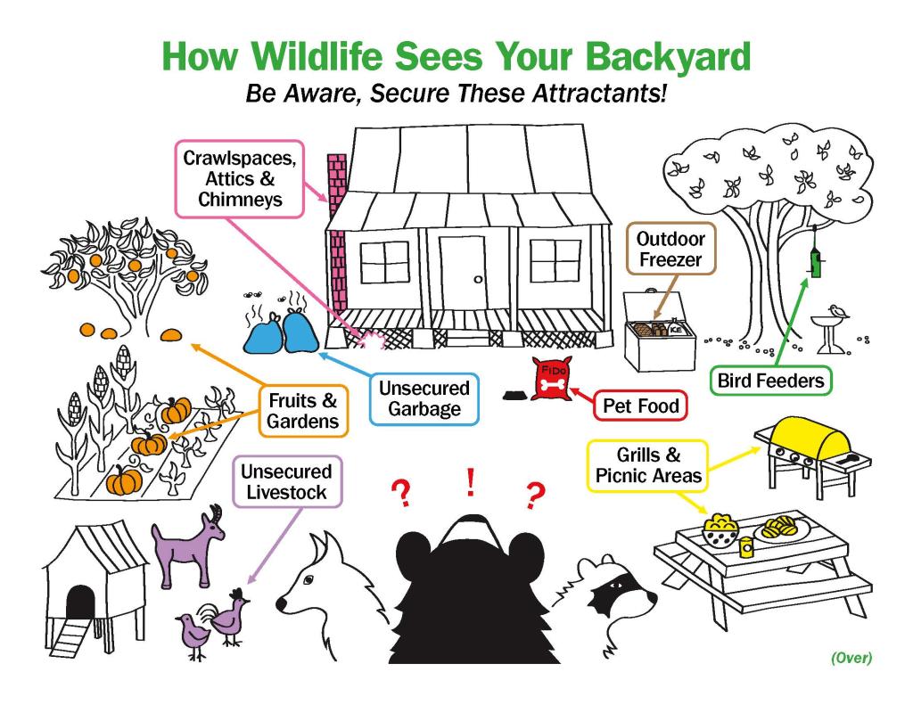 How Wildlife Sees Your Backyard