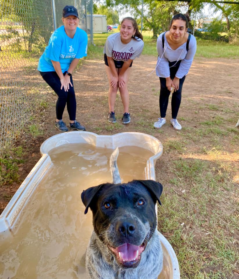 photo of dog in pool with people behind