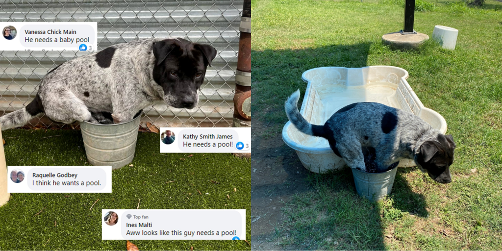 dog in bucket