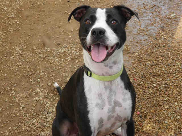 australian cattle pitbull mix doberman german shorthaired pointer mix breeds picture australian cattle pitbull mix doberman german shorthaired pointer mix breeds picture